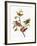 Audubon: Sparrows-John James Audubon-Framed Giclee Print