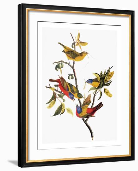 Audubon: Sparrows-John James Audubon-Framed Giclee Print