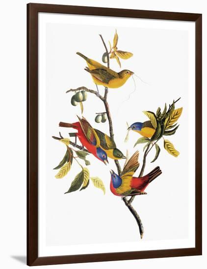 Audubon: Sparrows-John James Audubon-Framed Giclee Print