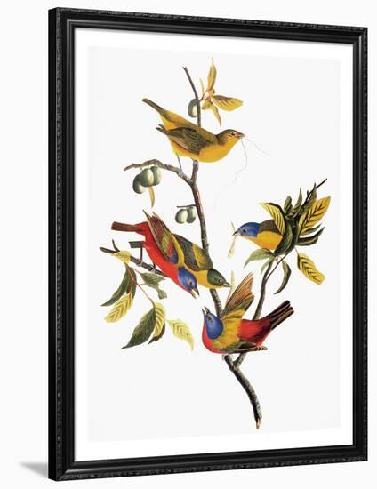 Audubon: Sparrows-John James Audubon-Framed Giclee Print