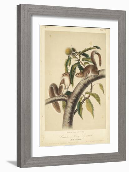 Audubon Squirrel I-John James Audubon-Framed Art Print