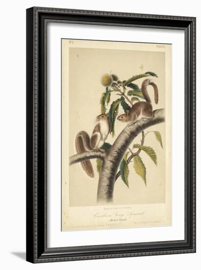 Audubon Squirrel I-John James Audubon-Framed Art Print