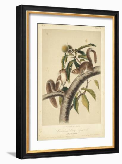 Audubon Squirrel I-John James Audubon-Framed Art Print