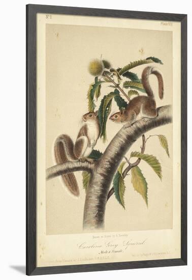 Audubon Squirrel I-John James Audubon-Framed Art Print