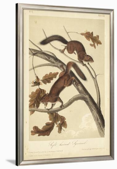 Audubon Squirrel III-John James Audubon-Framed Art Print