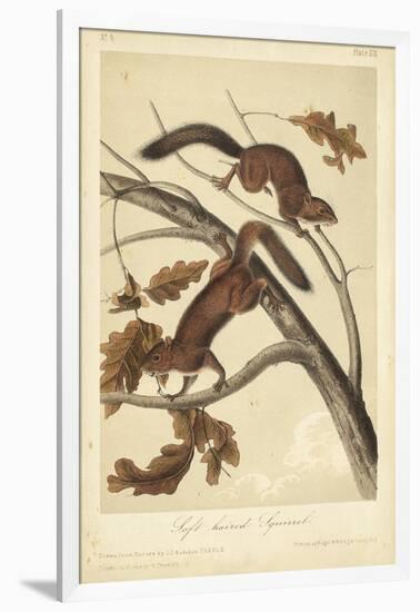 Audubon Squirrel III-John James Audubon-Framed Art Print