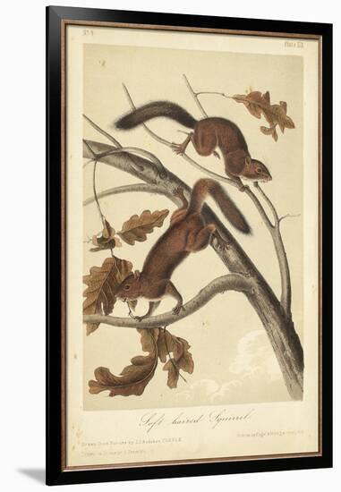 Audubon Squirrel III-John James Audubon-Framed Art Print