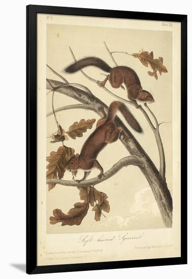 Audubon Squirrel III-John James Audubon-Framed Art Print