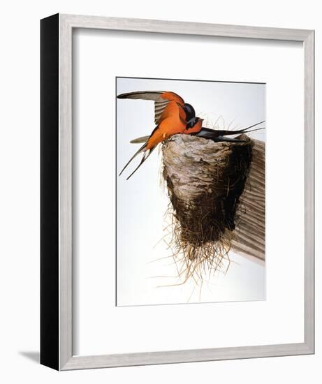 Audubon: Swallow-John James Audubon-Framed Premium Giclee Print