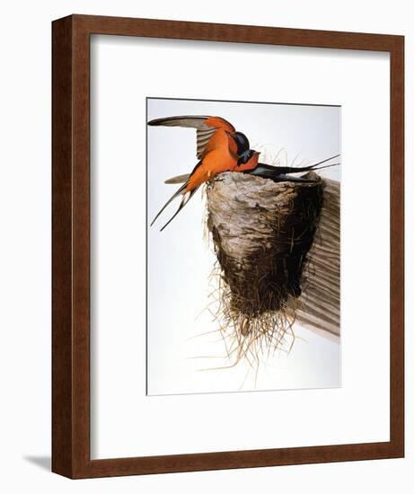 Audubon: Swallow-John James Audubon-Framed Premium Giclee Print