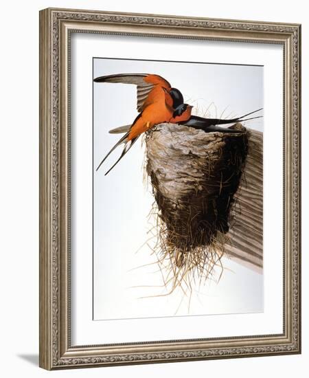 Audubon: Swallow-John James Audubon-Framed Giclee Print