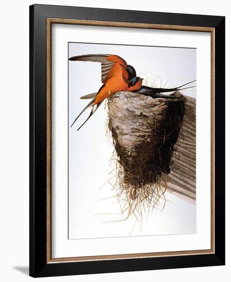 Audubon: Swallow-John James Audubon-Framed Giclee Print