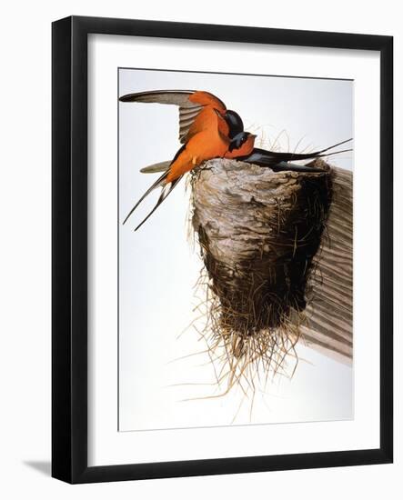 Audubon: Swallow-John James Audubon-Framed Giclee Print