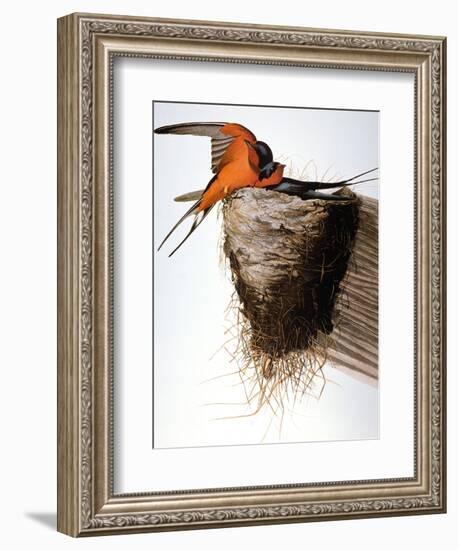 Audubon: Swallow-John James Audubon-Framed Giclee Print