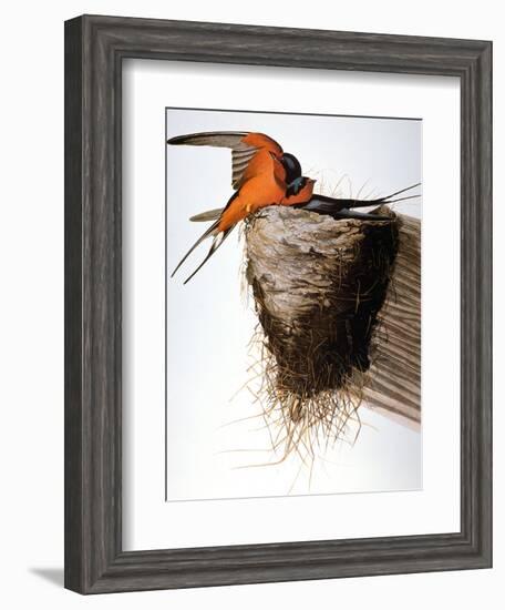 Audubon: Swallow-John James Audubon-Framed Giclee Print