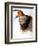 Audubon: Swallow-John James Audubon-Framed Giclee Print