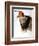 Audubon: Swallow-John James Audubon-Framed Giclee Print