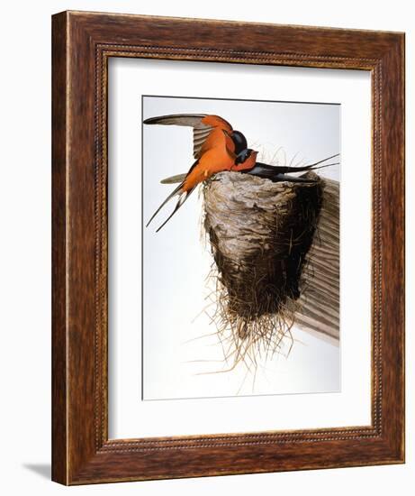 Audubon: Swallow-John James Audubon-Framed Giclee Print