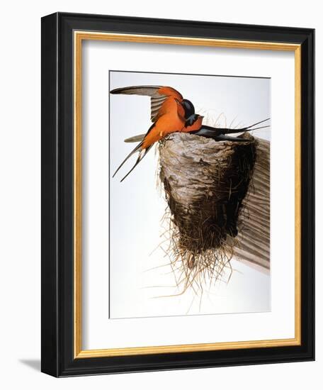 Audubon: Swallow-John James Audubon-Framed Giclee Print