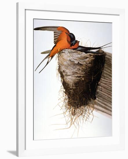 Audubon: Swallow-John James Audubon-Framed Giclee Print