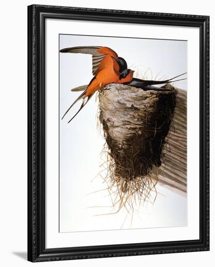 Audubon: Swallow-John James Audubon-Framed Giclee Print