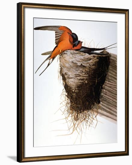 Audubon: Swallow-John James Audubon-Framed Giclee Print