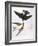 Audubon: Swallows, 1827-38-John James Audubon-Framed Giclee Print