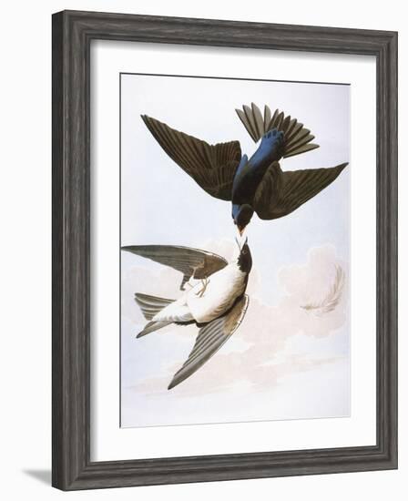 Audubon: Swallows, 1827-38-John James Audubon-Framed Giclee Print