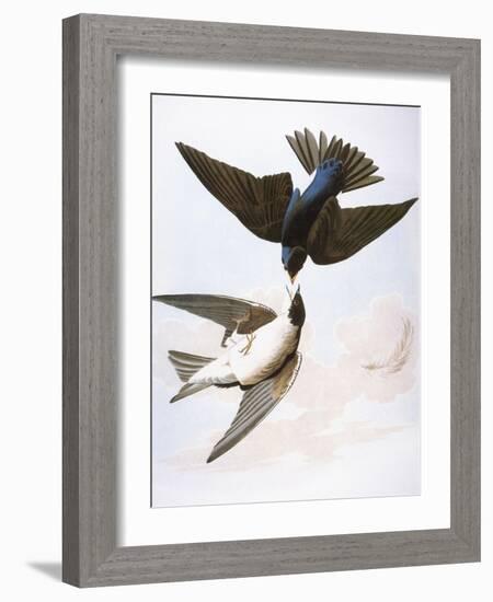 Audubon: Swallows, 1827-38-John James Audubon-Framed Giclee Print