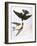 Audubon: Swallows, 1827-38-John James Audubon-Framed Giclee Print