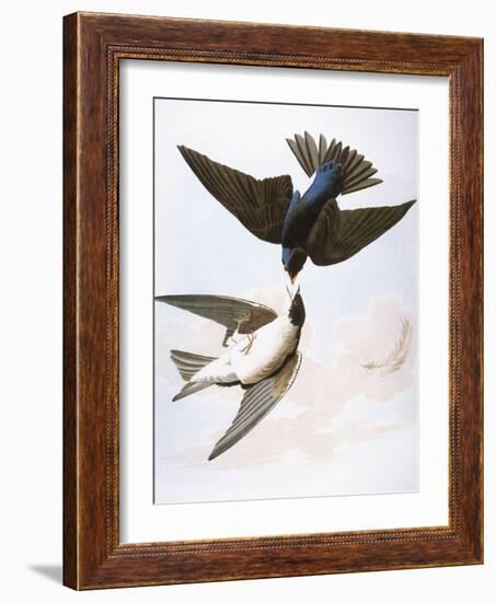 Audubon: Swallows, 1827-38-John James Audubon-Framed Giclee Print