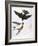 Audubon: Swallows, 1827-38-John James Audubon-Framed Giclee Print