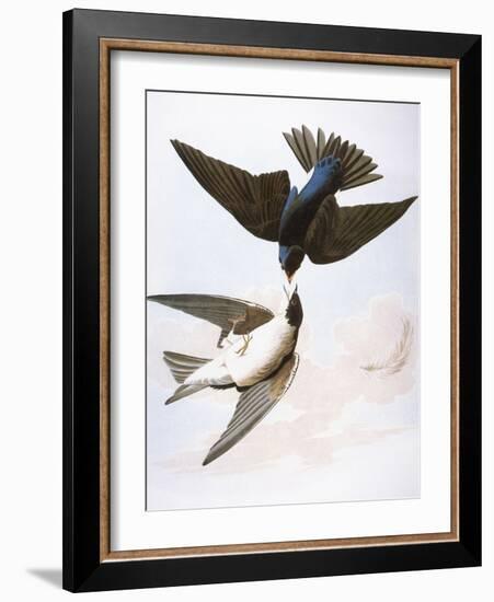 Audubon: Swallows, 1827-38-John James Audubon-Framed Giclee Print