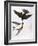 Audubon: Swallows, 1827-38-John James Audubon-Framed Giclee Print