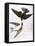 Audubon: Swallows, 1827-38-John James Audubon-Framed Premier Image Canvas