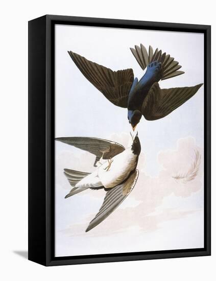 Audubon: Swallows, 1827-38-John James Audubon-Framed Premier Image Canvas