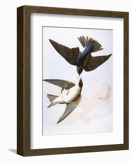 Audubon: Swallows, 1827-38-John James Audubon-Framed Premium Giclee Print