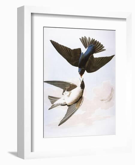 Audubon: Swallows, 1827-38-John James Audubon-Framed Premium Giclee Print