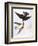 Audubon: Swallows, 1827-38-John James Audubon-Framed Premium Giclee Print