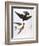 Audubon: Swallows, 1827-38-John James Audubon-Framed Giclee Print