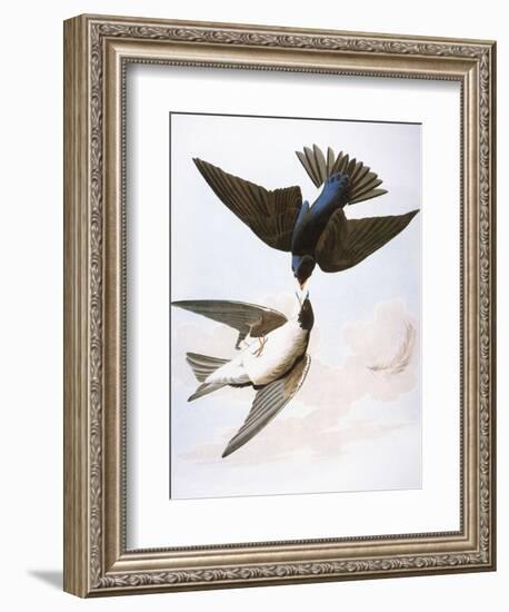 Audubon: Swallows, 1827-38-John James Audubon-Framed Giclee Print