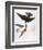 Audubon: Swallows, 1827-38-John James Audubon-Framed Giclee Print