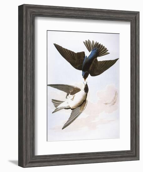 Audubon: Swallows, 1827-38-John James Audubon-Framed Giclee Print