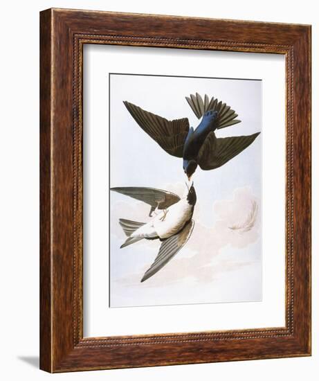 Audubon: Swallows, 1827-38-John James Audubon-Framed Giclee Print