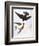 Audubon: Swallows, 1827-38-John James Audubon-Framed Giclee Print