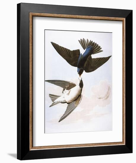 Audubon: Swallows, 1827-38-John James Audubon-Framed Giclee Print