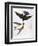 Audubon: Swallows, 1827-38-John James Audubon-Framed Giclee Print