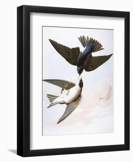 Audubon: Swallows, 1827-38-John James Audubon-Framed Giclee Print