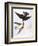 Audubon: Swallows, 1827-38-John James Audubon-Framed Giclee Print