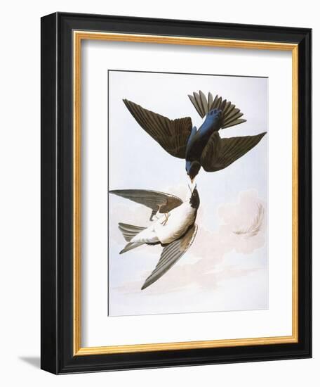 Audubon: Swallows, 1827-38-John James Audubon-Framed Giclee Print